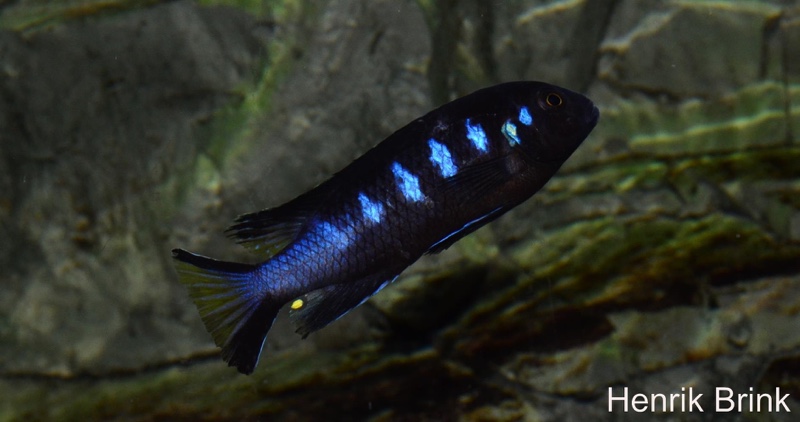 Maylandia melissa 'Chewere'